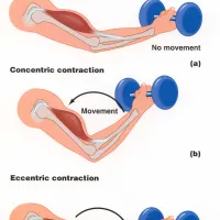 Isometric, Concentric and Eccentric muscle contractions: What's the difference?